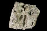 Fossil Stegodon Maxilla Section with Molars - Indonesia #148203-1